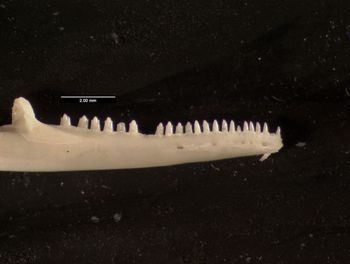 Media type: image;   Herpetology R-119710